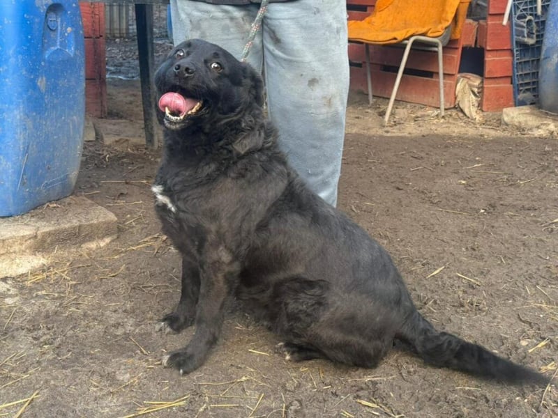 Liebenswerter dem Menschen zugewandter Rüde sucht sein für immer Zuhause