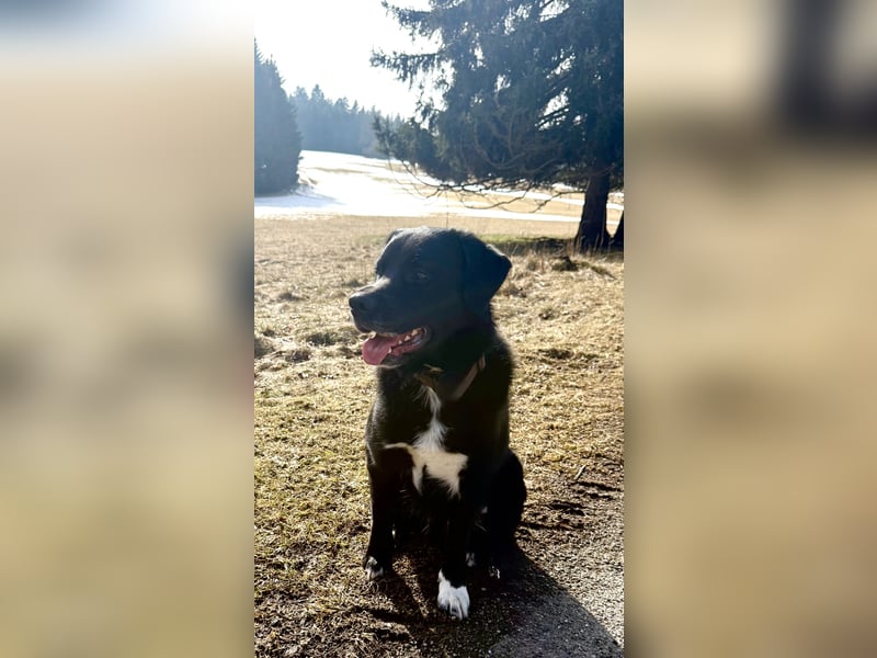Pablo, Aussiedor sucht dauerhaftes Zuhause
