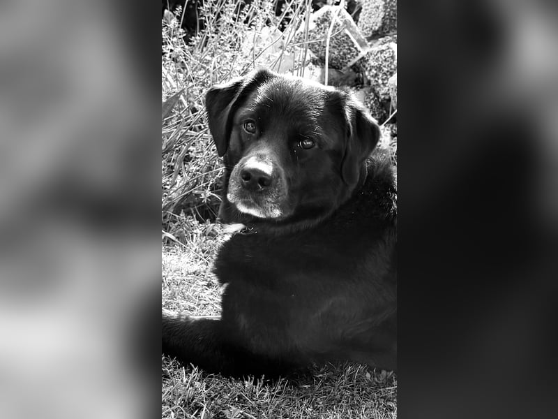 Pablo, Aussiedor sucht dauerhaftes Zuhause