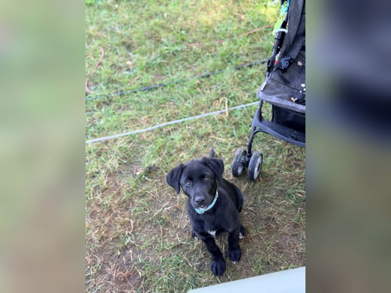  Labrador-Hündin Mila sucht ein liebevolles Zuhause 