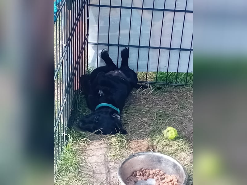  Labrador-Hündin Mila sucht ein liebevolles Zuhause 