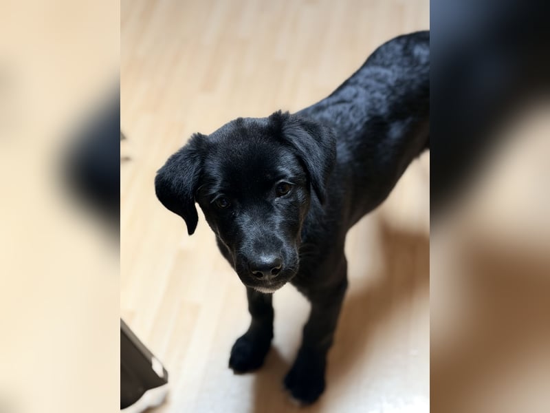  Labrador-Hündin Mila sucht ein liebevolles Zuhause 