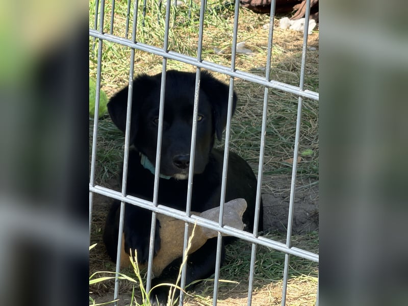  Labrador-Hündin Mila sucht ein liebevolles Zuhause 