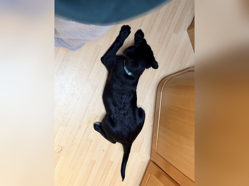  Labrador-Hündin Mila sucht ein liebevolles Zuhause 