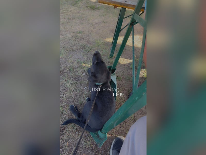  Labrador-Hündin Mila sucht ein liebevolles Zuhause 