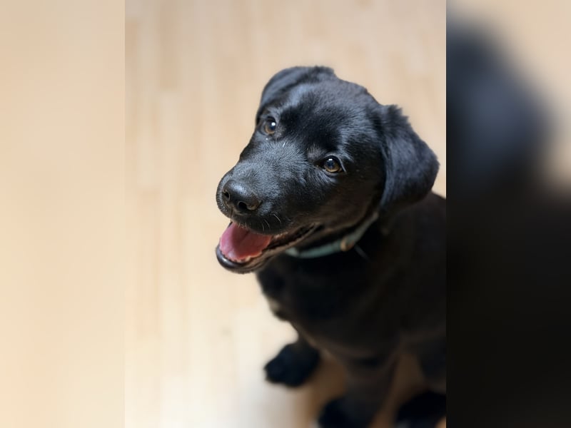  Labrador-Hündin Mila sucht ein liebevolles Zuhause 