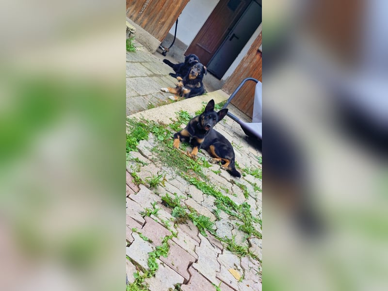 Zwei hübsche hündinen suchen Zuhause