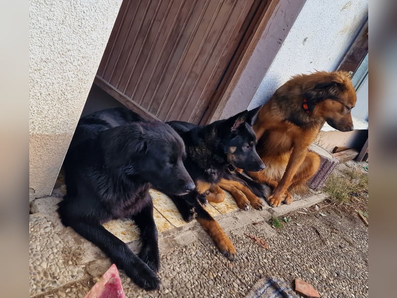 Zwei hübsche hündinen suchen Zuhause