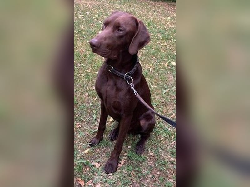 Labrador- Mischling sucht neues Zuhause
