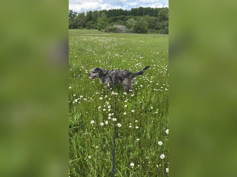Goldendoodle