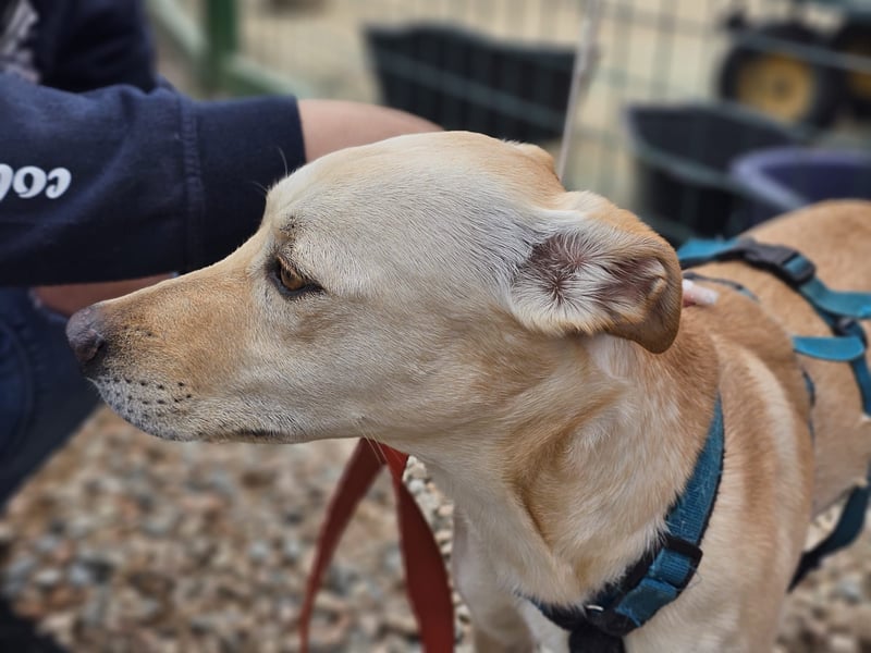 Bubu - Wer schenkt ihm das sichere FÜR-IMMER-ZUHAUSE