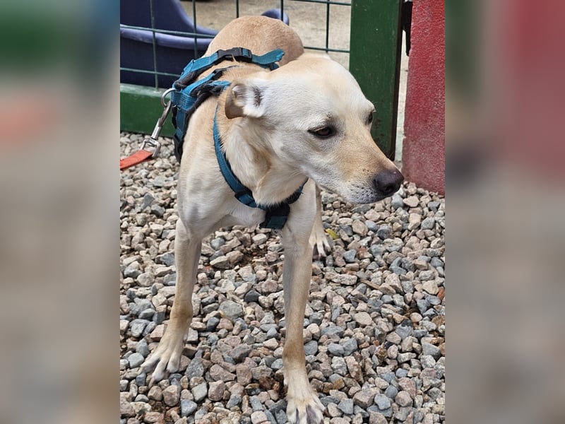 Bubu - Wer schenkt ihm das sichere FÜR-IMMER-ZUHAUSE