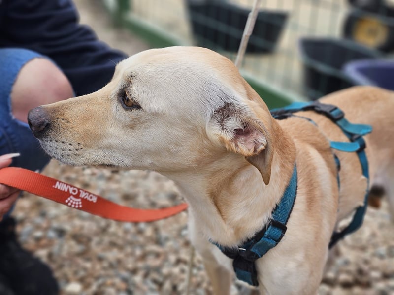 Bubu - Wer schenkt ihm das sichere FÜR-IMMER-ZUHAUSE