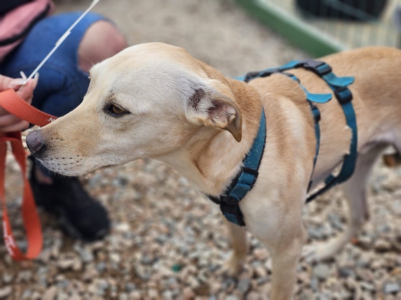 Bubu - Wer schenkt ihm das sichere FÜR-IMMER-ZUHAUSE