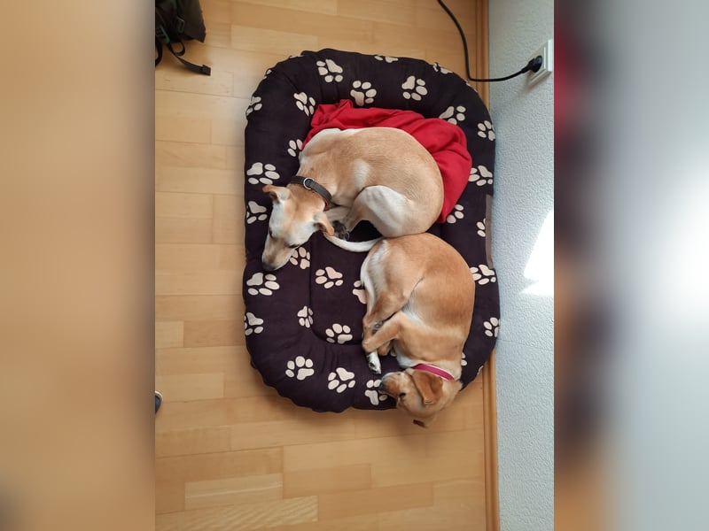 Bubu - Wer schenkt ihm das sichere FÜR-IMMER-ZUHAUSE