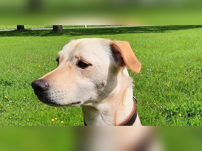 Bubu - Wer schenkt ihm das sichere FÜR-IMMER-ZUHAUSE