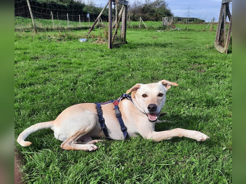 Bubu - Wer schenkt ihm das sichere FÜR-IMMER-ZUHAUSE