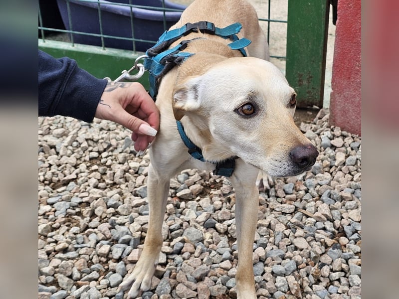 Bubu - Wer schenkt ihm das sichere FÜR-IMMER-ZUHAUSE