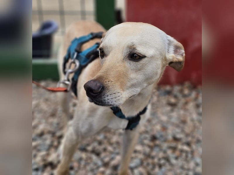 Bubu - Wer schenkt ihm das sichere FÜR-IMMER-ZUHAUSE