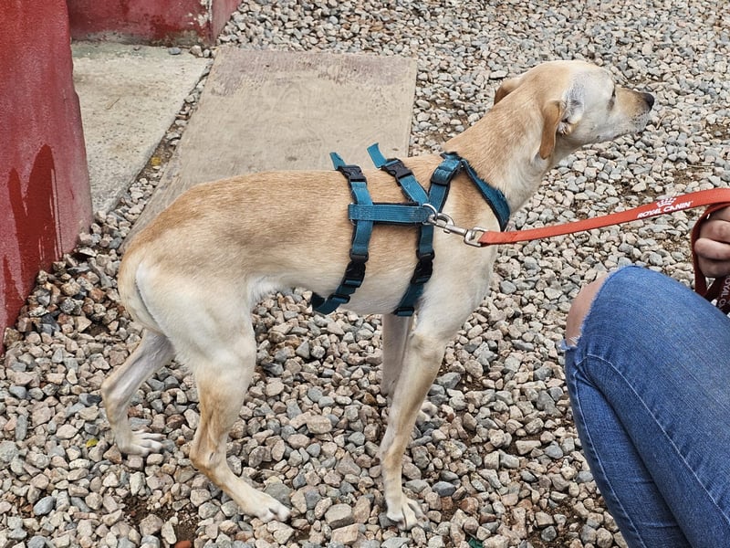 Bubu - Wer schenkt ihm das sichere FÜR-IMMER-ZUHAUSE