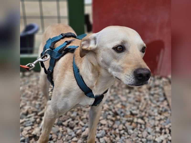 Bubu - Wer schenkt ihm das sichere FÜR-IMMER-ZUHAUSE