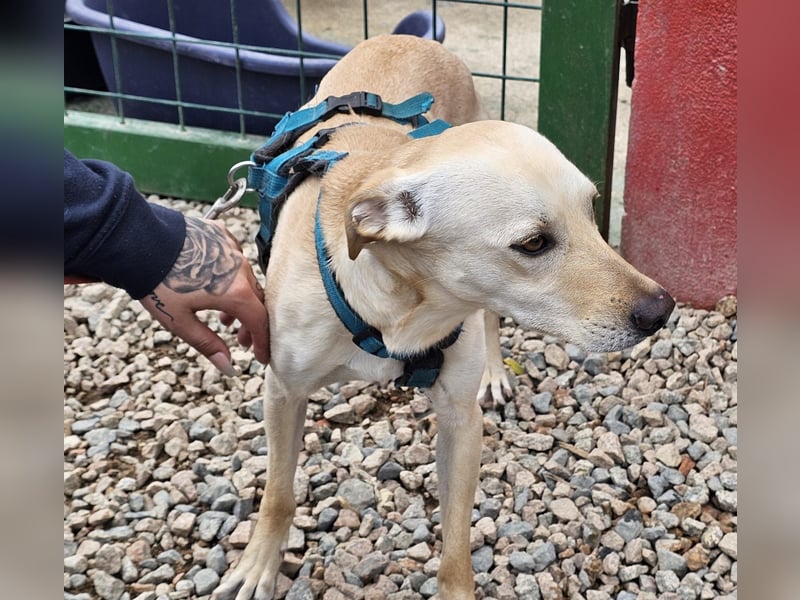 Bubu - Wer schenkt ihm das sichere FÜR-IMMER-ZUHAUSE