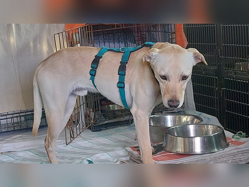 Bubu - Wer schenkt ihm das sichere FÜR-IMMER-ZUHAUSE