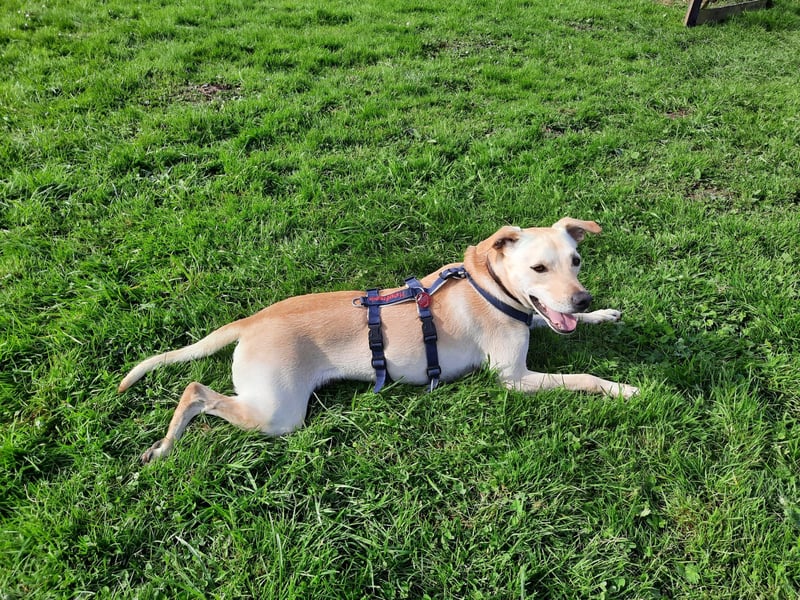 Bubu - Wer schenkt ihm das sichere FÜR-IMMER-ZUHAUSE