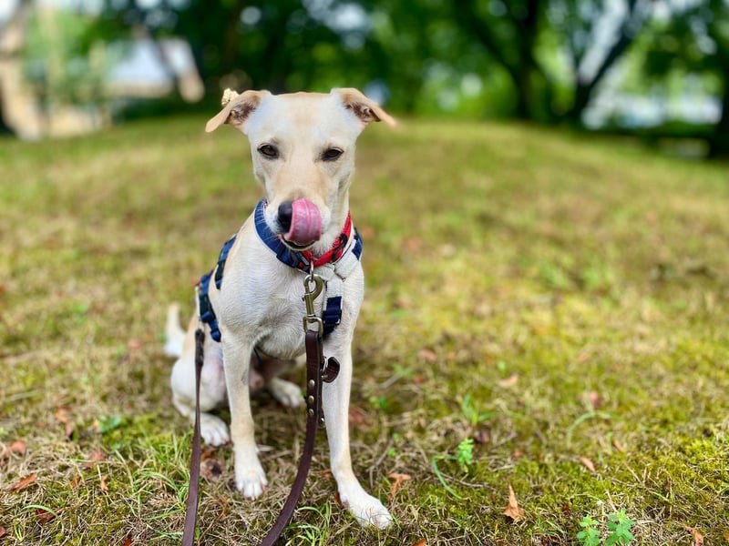 Bubu - Wer schenkt ihm das sichere FÜR-IMMER-ZUHAUSE