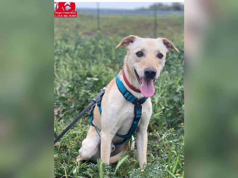 Bubu - Wer schenkt ihm das sichere FÜR-IMMER-ZUHAUSE