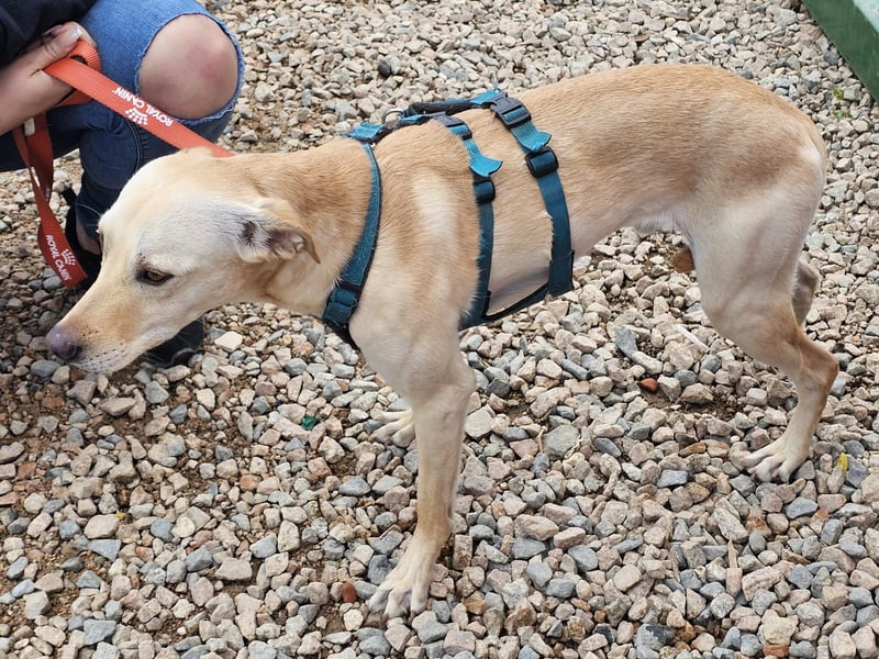 Bubu - Wer schenkt ihm das sichere FÜR-IMMER-ZUHAUSE