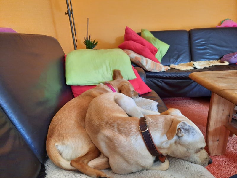 Bubu - Wer schenkt ihm das sichere FÜR-IMMER-ZUHAUSE