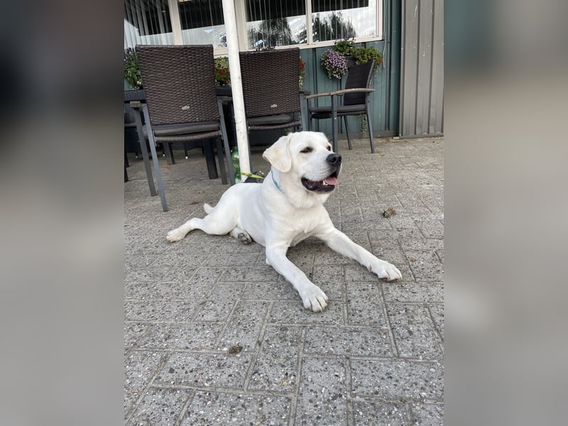  White Fury vom Rabeneck 
