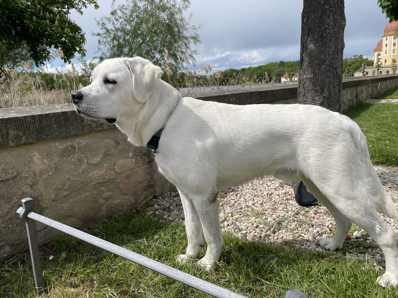  White Fury vom Rabeneck 