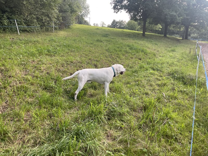  White Fury vom Rabeneck 