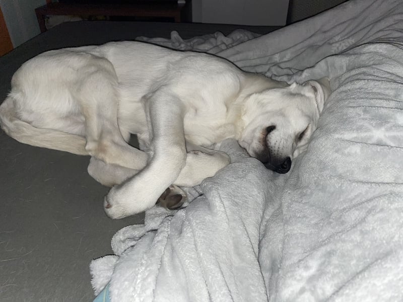  White Fury vom Rabeneck 