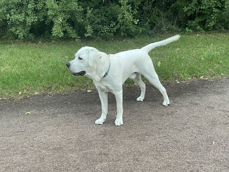  White Fury vom Rabeneck 