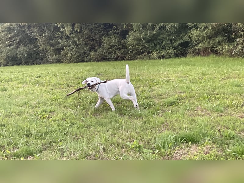  White Fury vom Rabeneck 