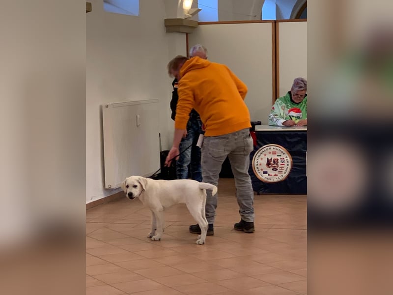  White Fury vom Rabeneck 