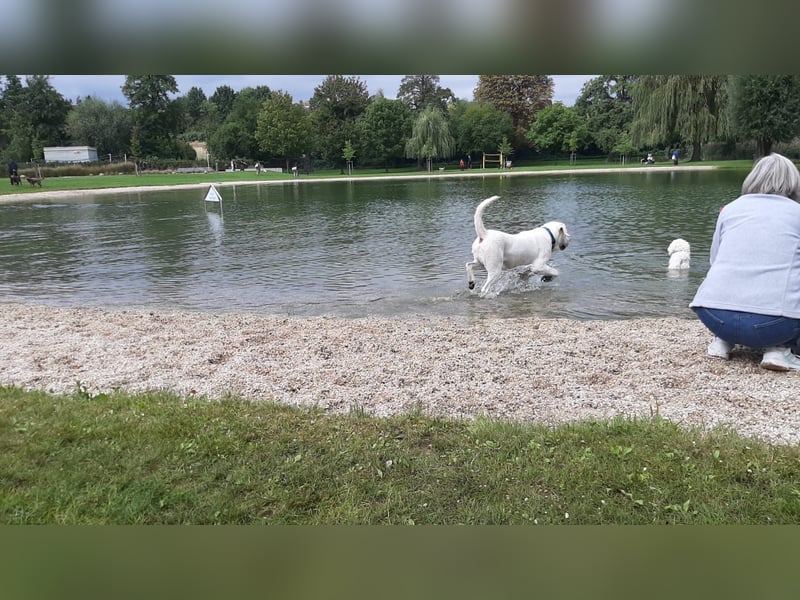  White Fury vom Rabeneck 