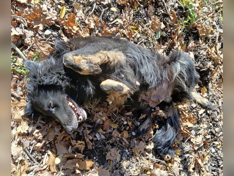 Iris eine wundervolle ruhige Hündin