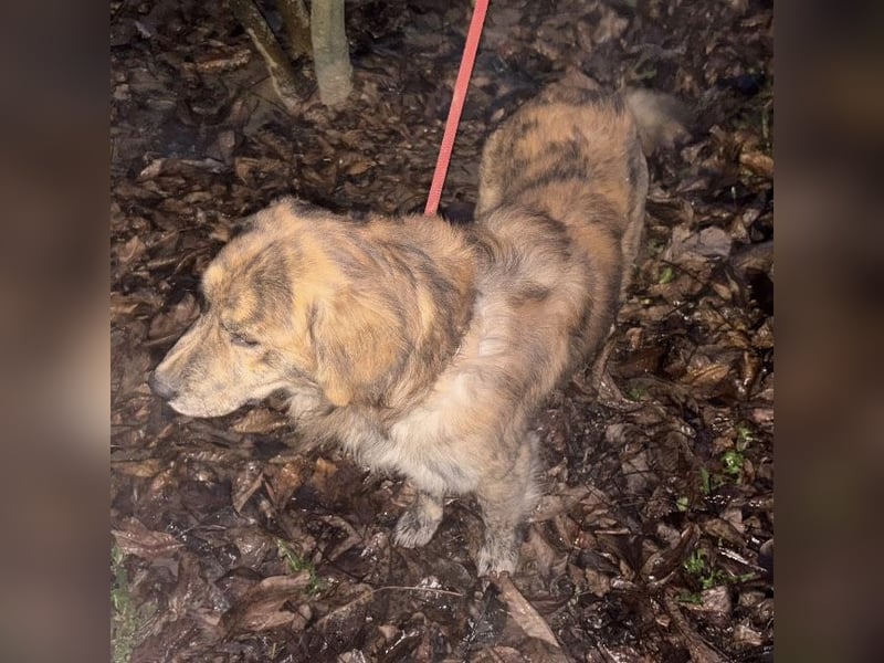 Kiwi ein unglaublich toller sanfter Rüde