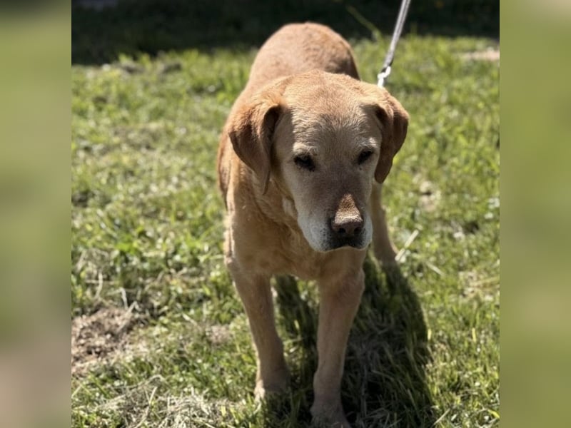 Cica eine unglückliche Seele