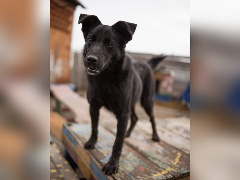 Loris ein schwarzer Schwan