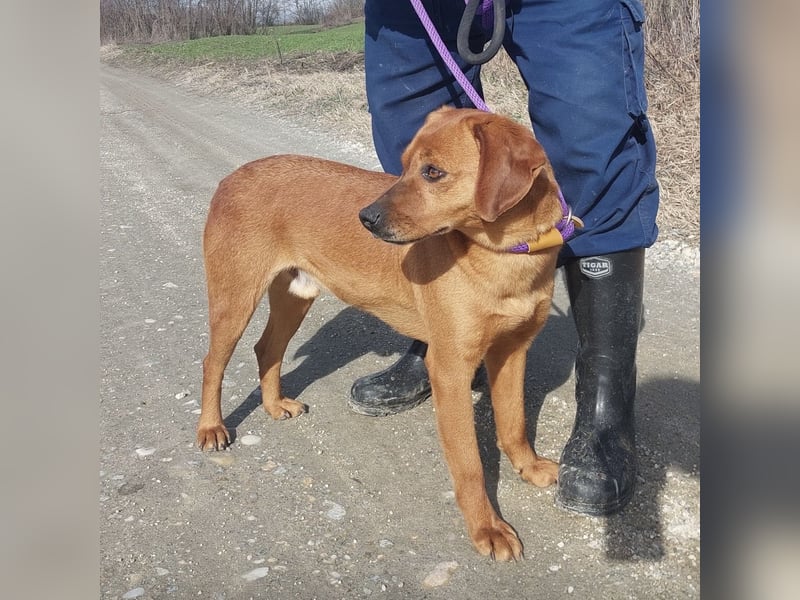 Chiko ein Menschen liebender