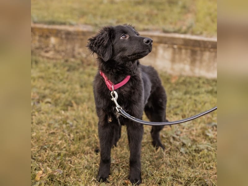 Junak ein sanfter Hundebub