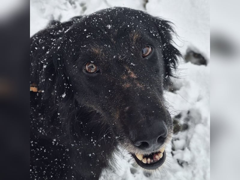 Iris eine wundervolle ruhige Hündin