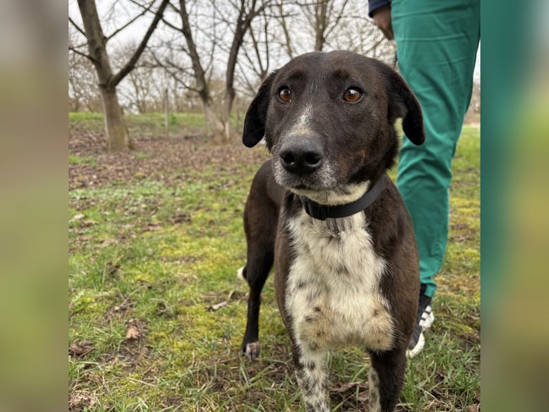 Lenka braucht ein neues Zuhause