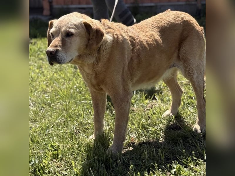 Cica eine unglückliche Seele