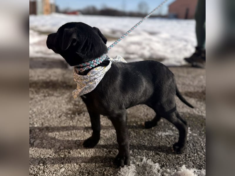 Bart ein absoluter Welpenbub